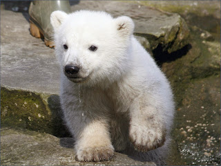 Polar Bear Wallpapers