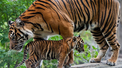 tiger-mummy-with-her-little-cub-baby-hd