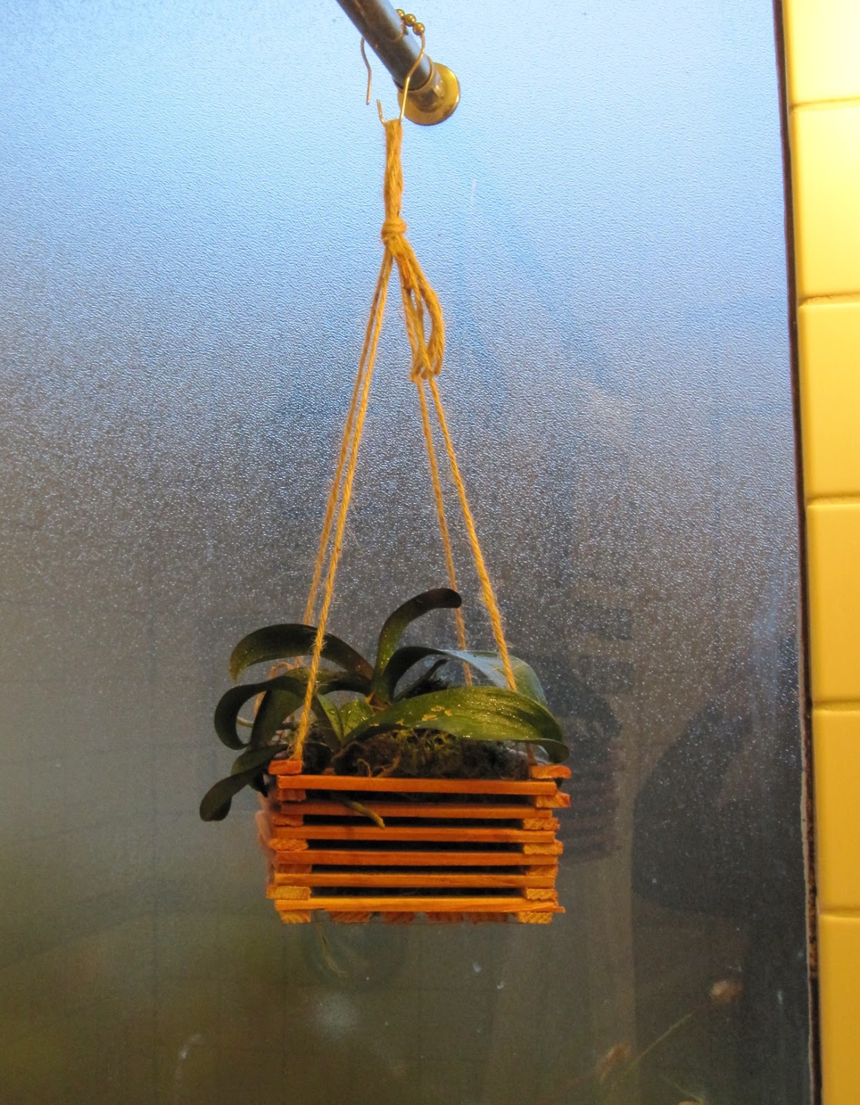 Portland DIY: hanging orchid box