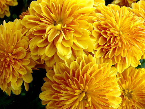 the chrysanthemum is a flower full of symbolism in many
