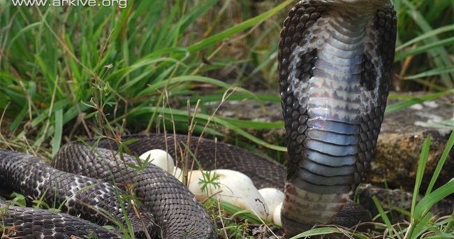  Hewan Reptil Ular  Kobra Susanto Wisata