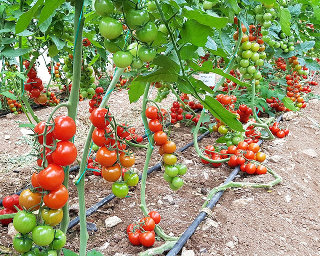 bahçe domatesi