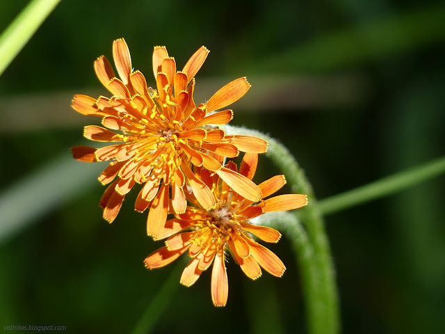 132: marigold with orange petals