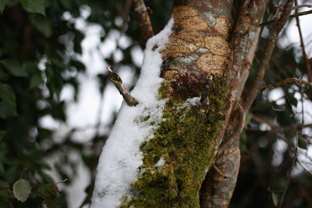 tree branches covered in snow