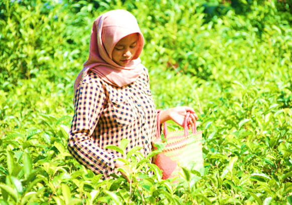 Tradisi Moci - Tradisi Minum Teh Dari Jepang-nya Indonesia