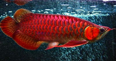 3 Jenis Ikan  Arwana  Termahal Untuk Ikan  Hias Air Tawar 