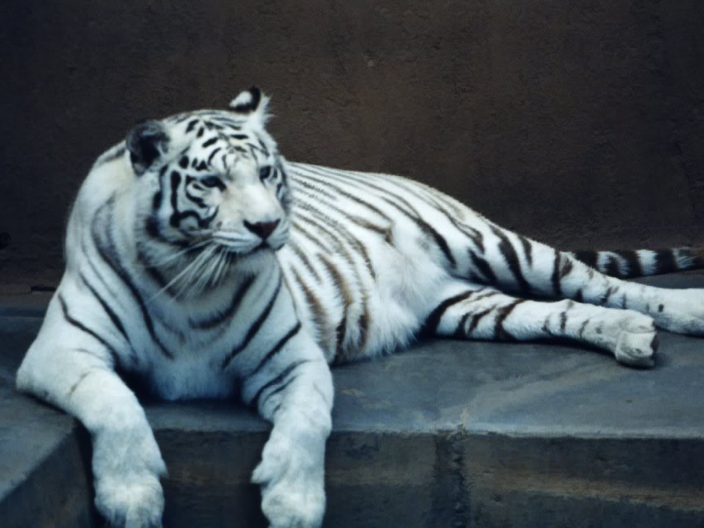 big tiger wallpaper White Tiger images white tiger wallpaper in HD ...