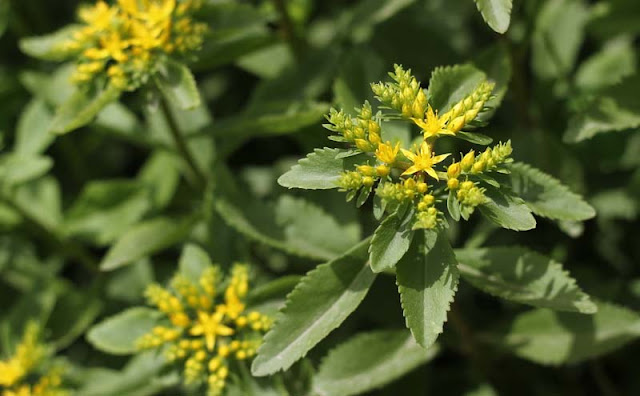 Sedum Aizoon Flowers Pictures