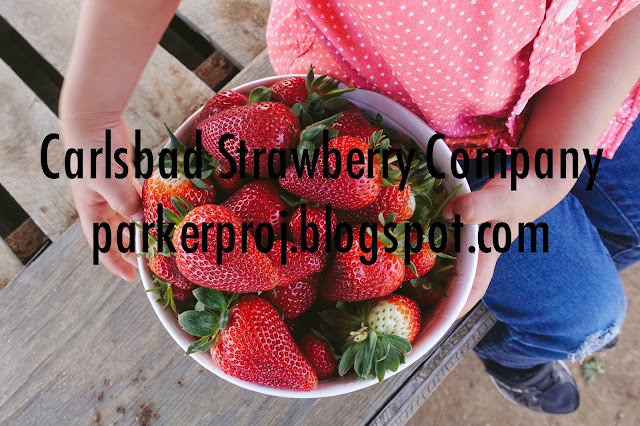 carlsbad strawberry company, strawberry, san diego, san diego kids, san diego family