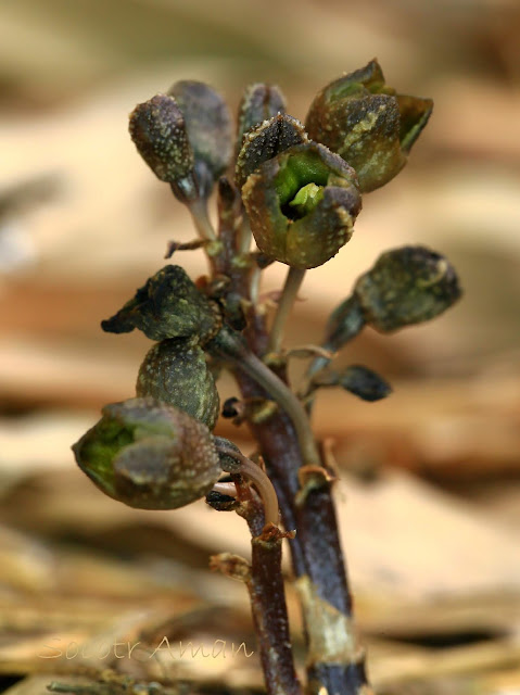 Gastrodia confusa