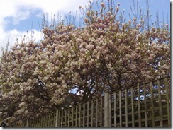 Magnolia