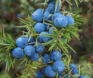 juniper berry can help treat urinary tract infections in dogs and cats