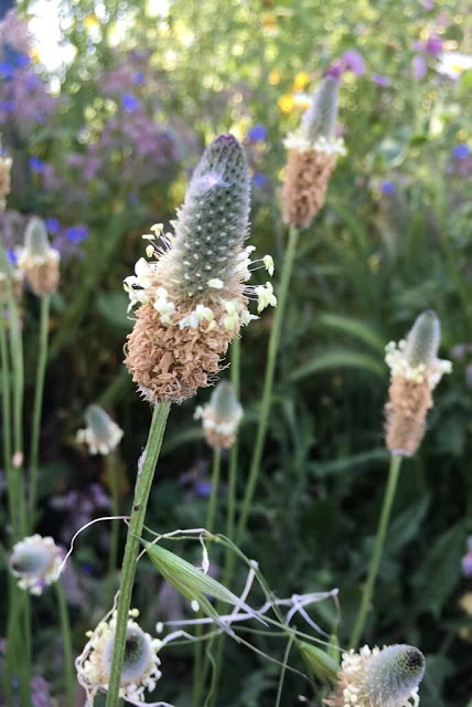 Lingua de ovelha (Ribwort Plantain)