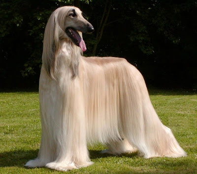 Afghan Hound Dog Picture