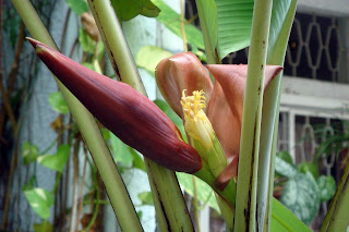 wild banana flower