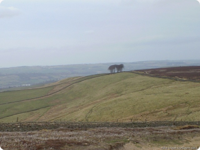 elephant trees