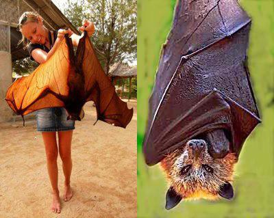 Introspective World Giant Golden Crowned Flying Fox