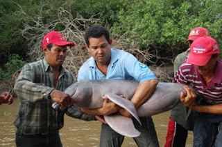 Resultado de imagen para tonina orinoco animal caracteristicas