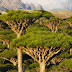 Socotra, Pulau Paling Aneh, Misteri dan Paling Indah Di Dunia,  Tempat  Dajjal Dirantai?