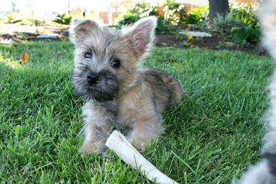 Cairn Terrier Puppies Pictures