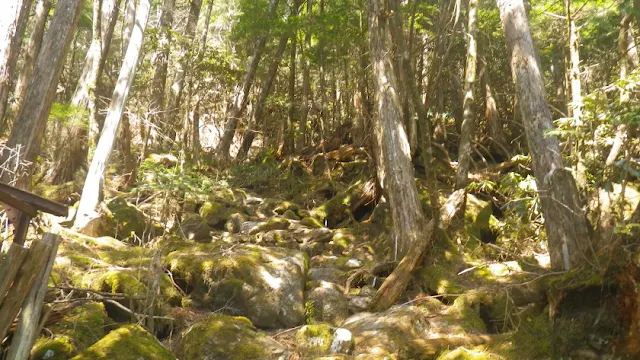 奥白髪山　登山道