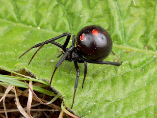 black widow spider web latrodectus fact poisonous animal arachnida wallpaper