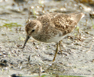 Least Sandpiper