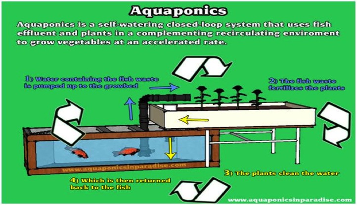 Aquaponics Fish