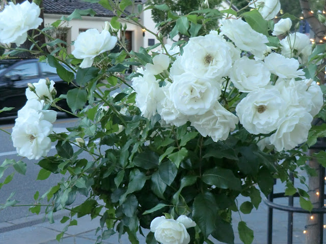 white roses blooming in garden