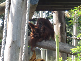 Gorilla
