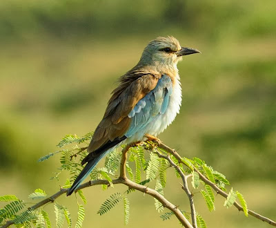 Carraca europea Coracias garrulus