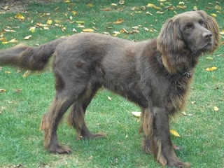 the german longhaired pointer glp is a dog breeds it wa