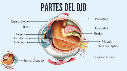      Explorando la Maravilla del Ojo Humano: Sus Partes y Funciones