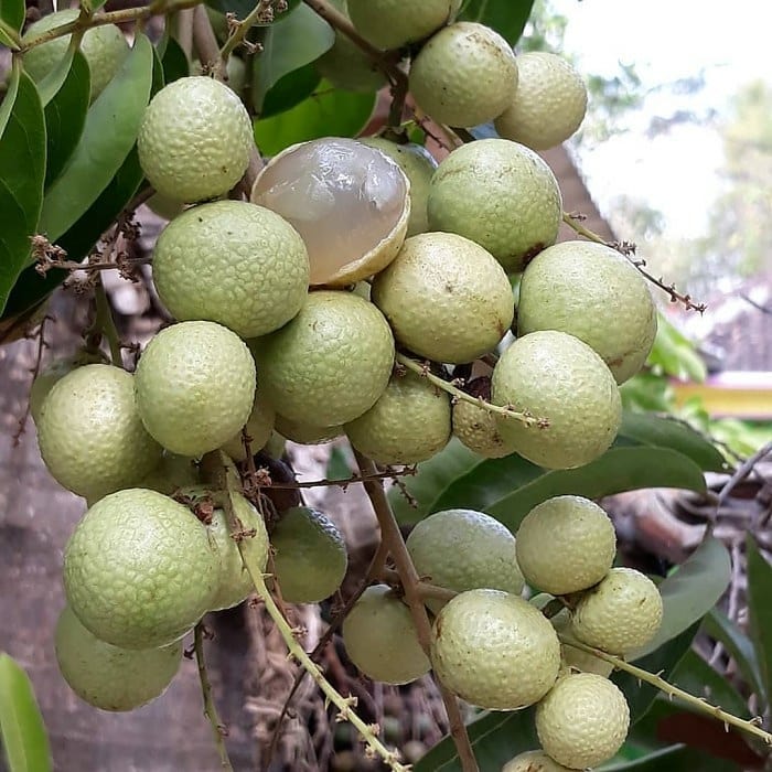 lengkeng aroma durian di medan