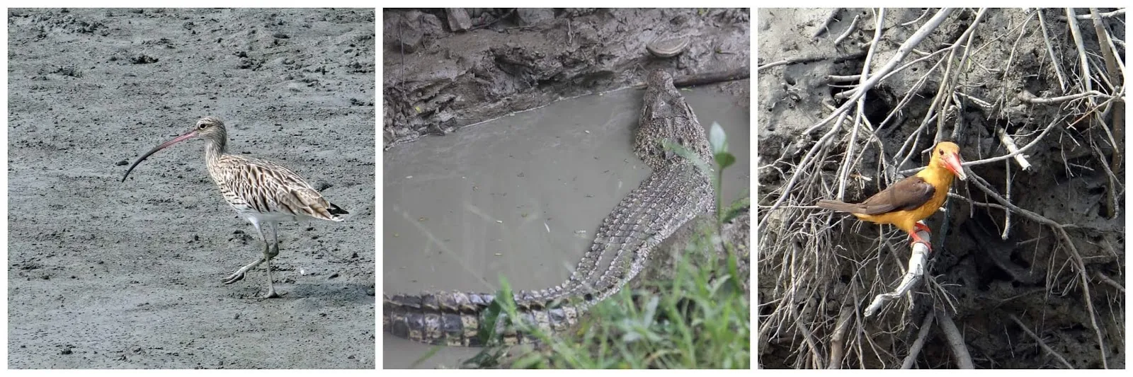 Wildlife of Sundarbans National Park