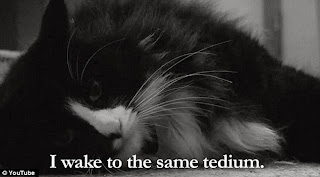 i wake to the same tedium cat