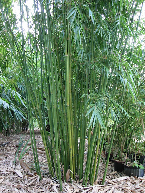 Bamboo In Florida2