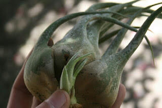 Tillandsia selleriana