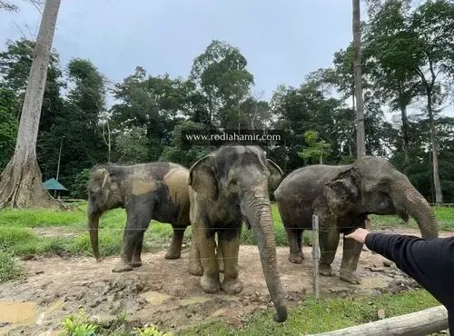 Pusat-Konservasi-Gajah-Kebangsaan-Kuala-Gandah