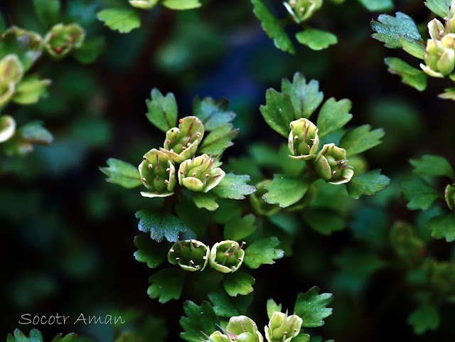 Chrysosplenium album