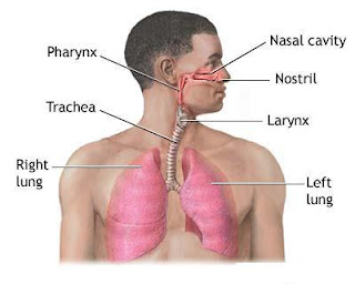 Pleurisy Causes, Pleurisy Risk Factors