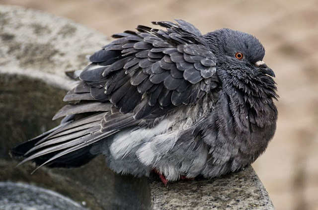 The most expensive types of pigeons