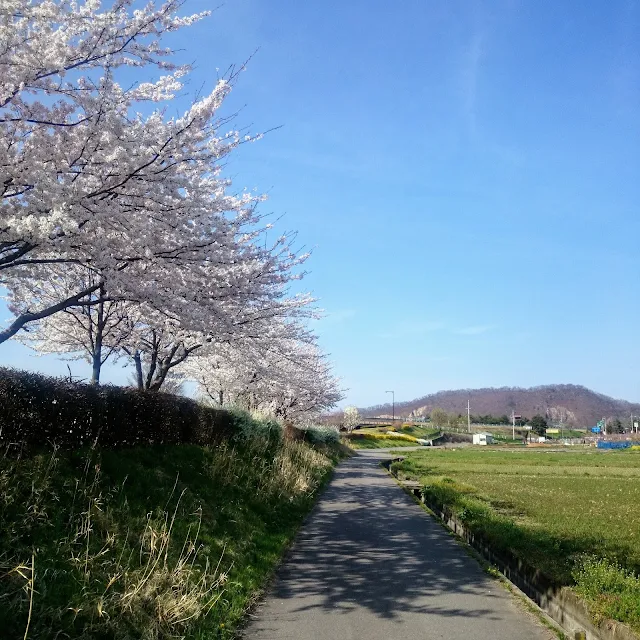 松代城跡　桜　千曲川