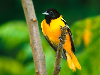 Cute Little Yellow Bird