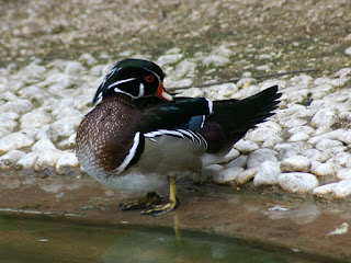 Canard branchu - Canard carolin - Aix sponsa