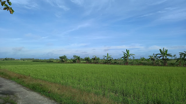 sawah yang menjadi ladang rumput