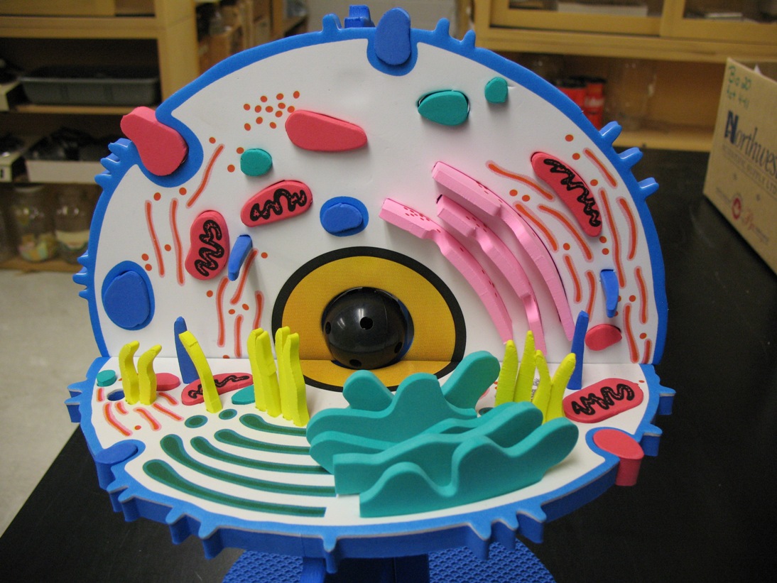 3D Animal Cell Model Project Ideas