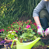 Home Gardening Advantages