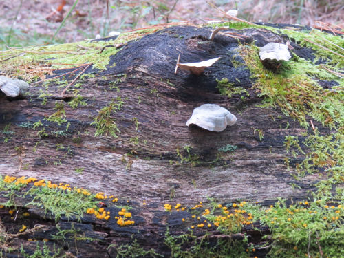 fungus on log