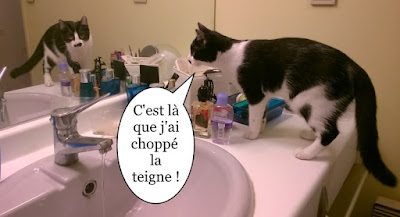 Cette chatonne a été blessée, a eu la teigne et à la leucose.